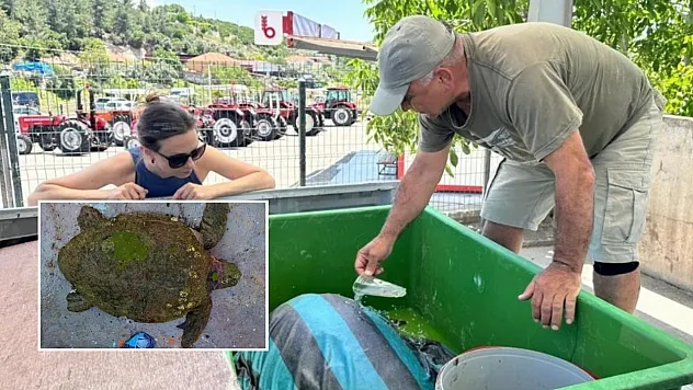 Yaralı Caretta caretta'ya yardım eli uzandı