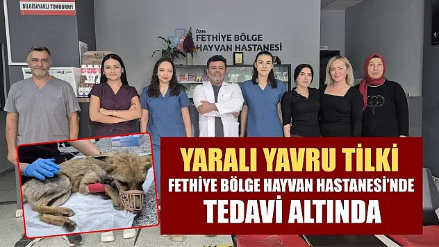 Yaralı yavru tilki, Fethiye Bölge Hayvan Hastanesi'nde tedavi altında
