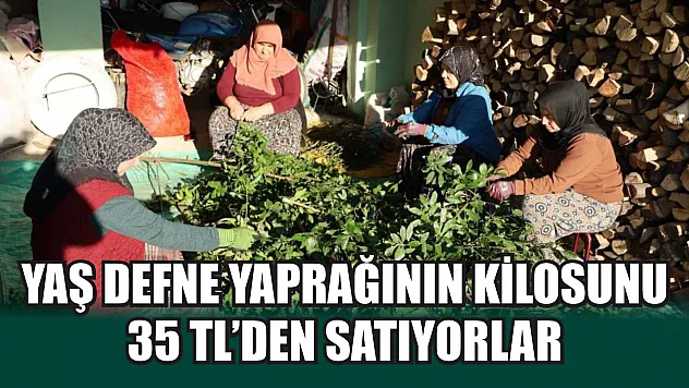 Yaş defne yaprağının kilosunu 35 TL'den satıyorlar