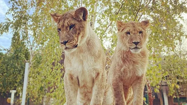 Küçük çocuğa aslan saldırdı