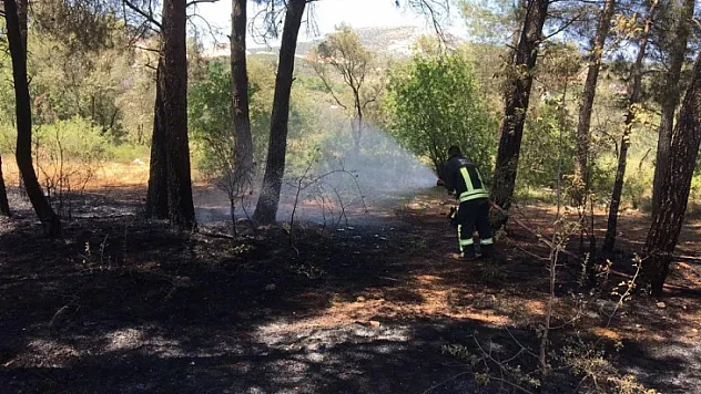Yatağan'da çıkan yangında zeytin ve kızılçam ağaçları zarar gördü