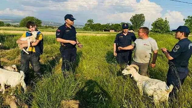 Yatağan'da hayvan hırsızlığı