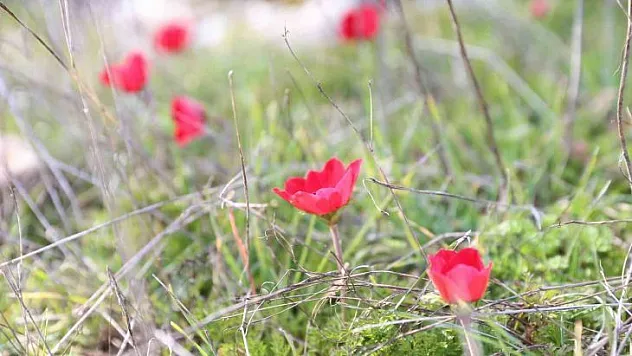 Yatağan'da laleler 1 ay erken açtı