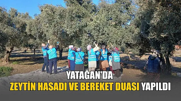 Yatağan'da zeytin hasadı ve bereket duası yapıldı