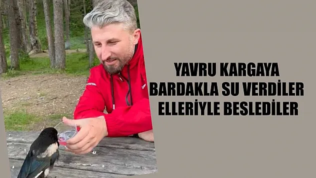 Yavru kargaya bardakla su verdiler, elleriyle beslediler