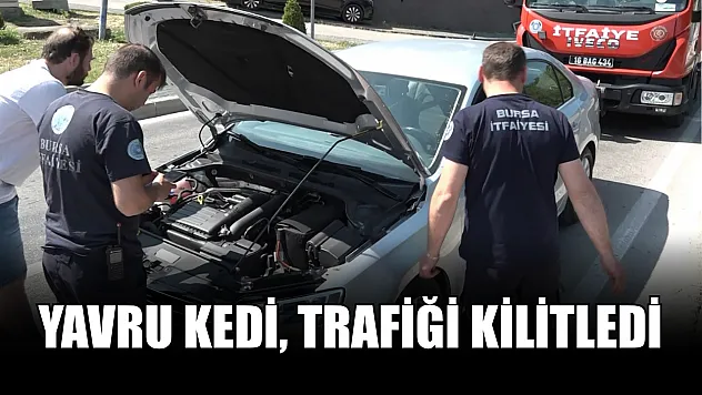 Yavru kedi, trafiği kilitledi