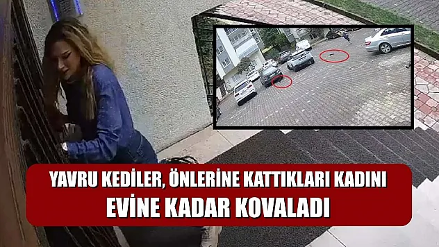 Yavru kediler, önlerine kattıkları kadını evine kadar kovaladı