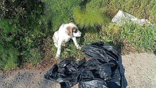 YAVRU KÖPEĞİ AĞZI BAĞLI POŞETE KOYUP YOL KENARINA ATMIŞLAR