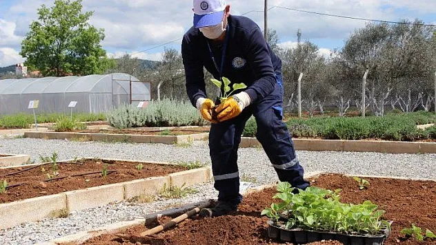 Yerel tohumlar toprakla buluşuyor