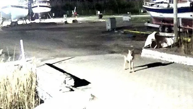 Yerleşim yerine inen kurt güvenlik kameralarına takıldı