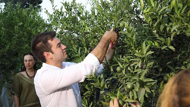 Yeşil Bodrum Mandalini hasadı devam ediyor