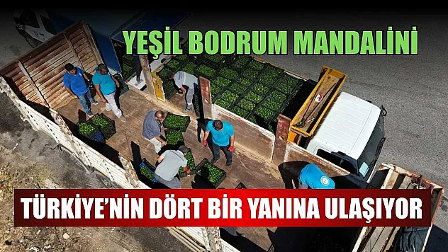 Yeşil Bodrum Mandalini Türkiye'nin dört bir yanına ulaşıyor