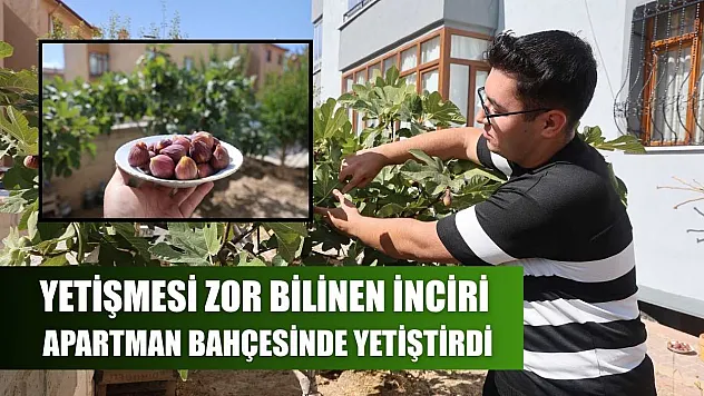 Yetişmesi zor bilinen inciri apartman bahçesinde yetiştirdi