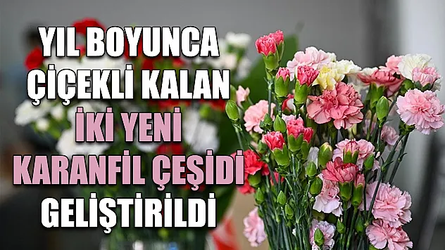 Yıl boyunca çiçekli kalan iki yeni karanfil çeşidi geliştirildi