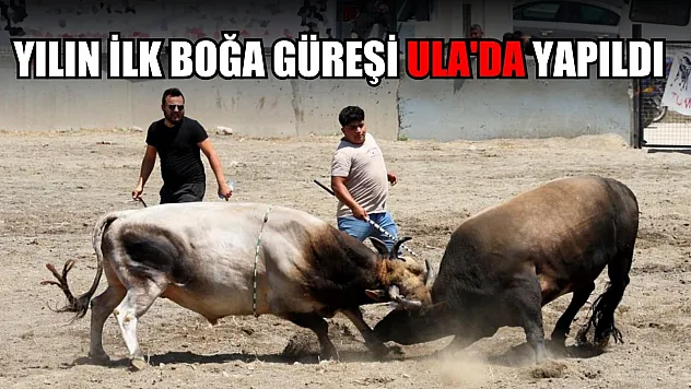 Yılın ilk boğa güreşi Ula'da yapıldı