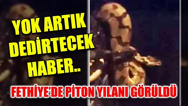 Yok artık dedirtecek haber.. Fethiye'de Piton Yılanı görüldü