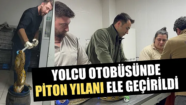 Yolcu otobüsünde piton yılanı ele geçirildi
