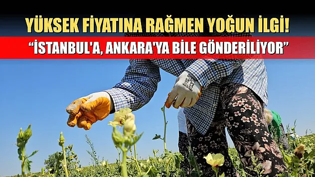 Yüksek fiyatına rağmen yoğun ilgi! 'İstanbul'a, Ankara'ya bile gönderiliyor'