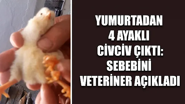 Yumurtadan 4 ayaklı civciv çıktı: Sebebini veteriner açıkladı