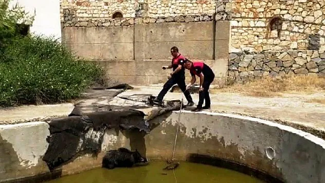 Yüzme havuzuna düşen anne domuz ve yavrularını itfaiye ekipleri kurtardı