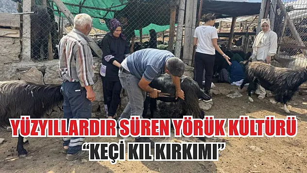 Yüzyıllardır süren Yörük kültürü 'keçi kıl kırkımı'