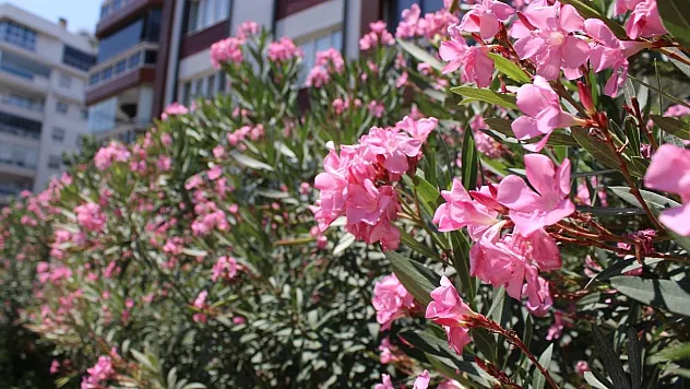 Zakkumun çiçeğini yedi, komalık oldu