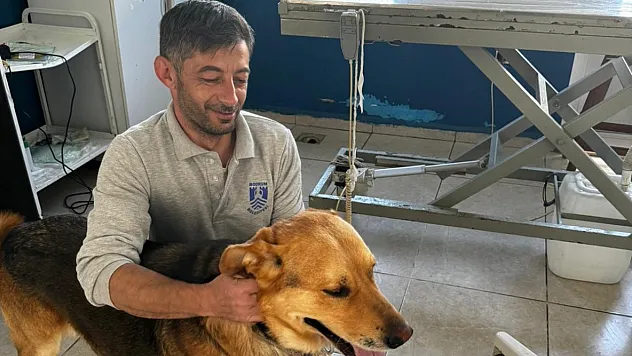 Zehirlendiği İddia Edilen Hayvanlar Kurtarıldı