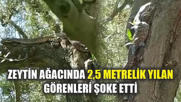 Zeytin ağacında 2,5 metrelik yılan görenleri şoke etti