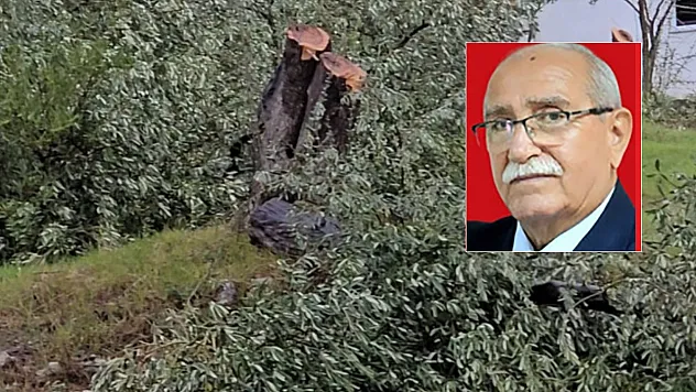 Zeytin ağaçlarını kesen ve görevinden istifa eden CHP'li başkana 36 bin 762 lira para cezası
