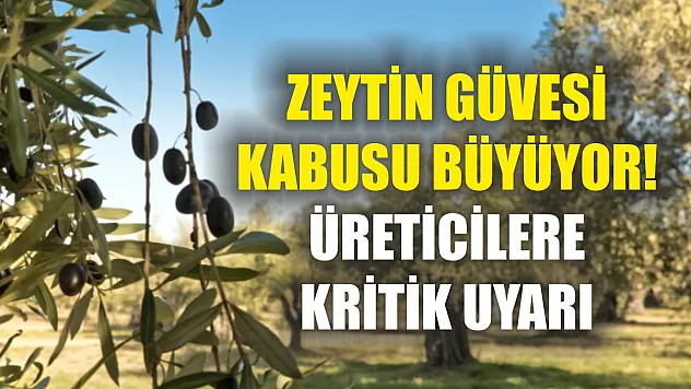 Zeytin güvesi kabusu büyüyor! Üreticilere kritik uyarı