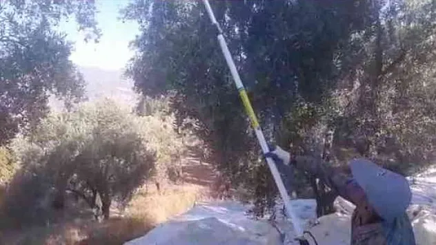 ZEYTİN HASADI BAŞLADI