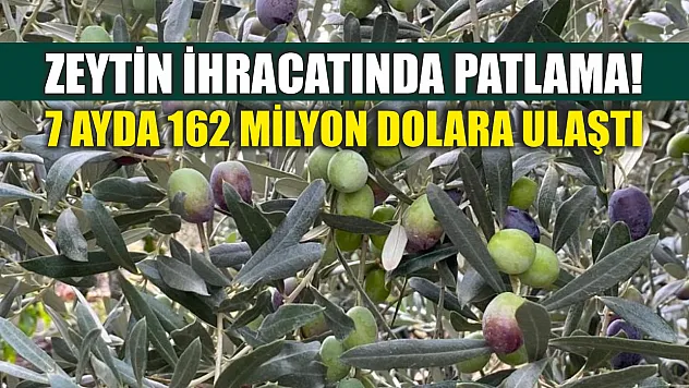 Zeytin ihracatında patlama! 7 ayda 162 milyon dolara ulaştı
