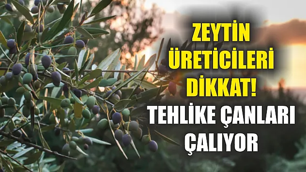 Zeytin üreticileri dikkat! Tehlike çanları çalıyor