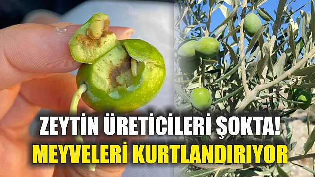 Zeytin üreticileri şokta! Meyveleri kurtlandırıyor