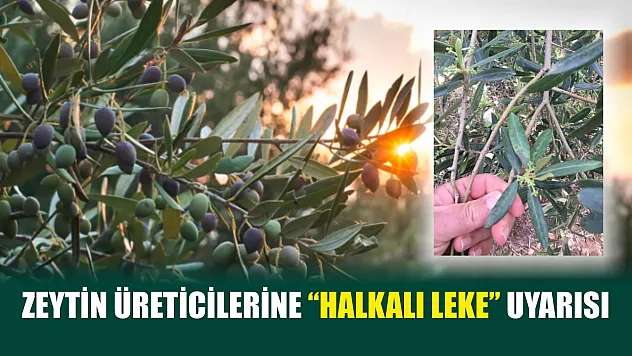 Zeytin üreticilerine 'halkalı leke' uyarısı