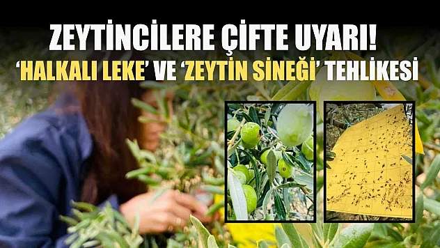 Zeytincilere çifte uyarı: 'Halkalı Leke' ve 'Zeytin Sineği' tehlikesi