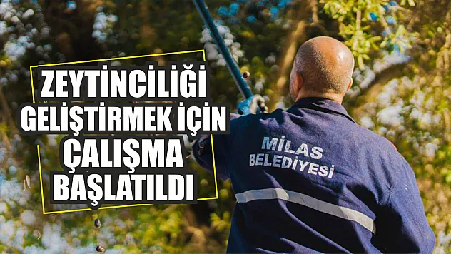 Zeytinciliği geliştirmek için çalışma başlatıldı