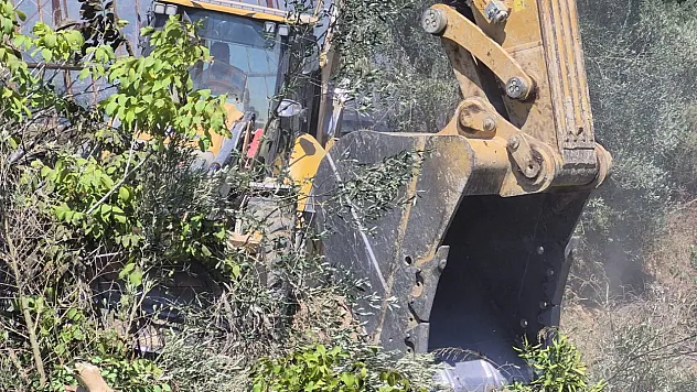 Manavgat'ta zeytinlik yangında 100 ağaç zarar gördü