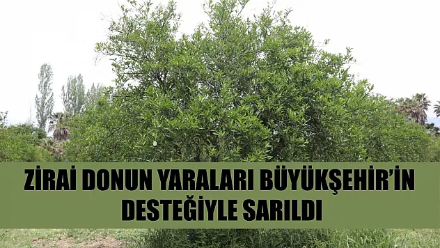 Zirai donun yaraları Büyükşehir'in desteğiyle sarıldı