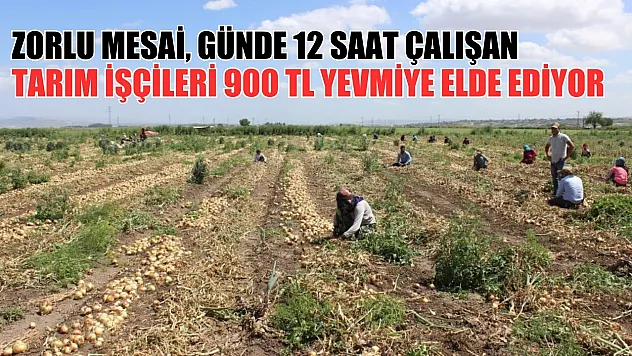 Zorlu mesai, günde 12 saat çalışan tarım işçileri 900 TL yevmiye elde ediyor