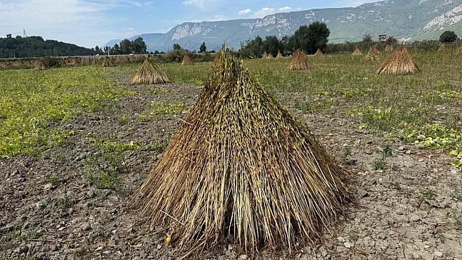 2. Gökova Susamı Hasat Festivali 3-4 Ekim'de düzenlenecek