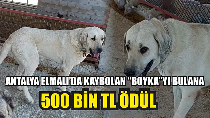 Antalya Elmalı’da kaybolan ‘Boyka'yı bulana 500 bin TL ödül