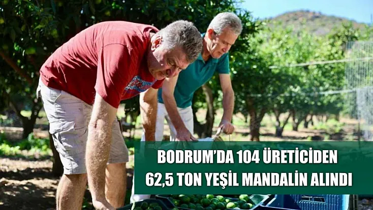 Bodrum'da 104 üreticiden 62,5 ton yeşil mandalin alındı