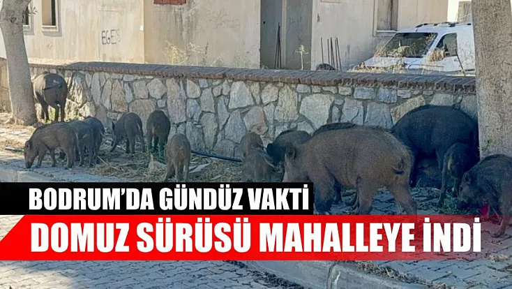 Bodrum'da gündüz vakti domuz sürüsü mahalleye indi