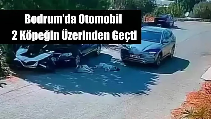 Bodrum’da Otomobil 2 Köpeğin Üzerinden Geçti: O Anlar Kamerada