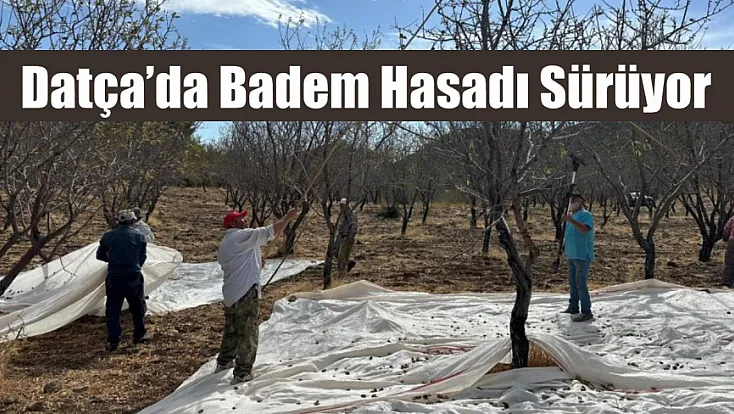 Datça’da badem hasadı sürüyor