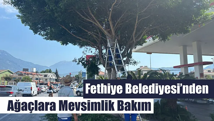 Fethiye Belediyesi’nden ağaçlara mevsimlik bakım