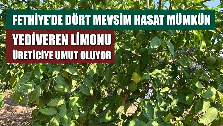 Fethiye'de dört mevsim hasat mümkün: Yediveren limonu üreticiye umut oluyor