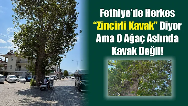 Fethiye’de Herkes 'Zincirli Kavak' Diyor Ama O Ağaç Aslında Kavak Değil!