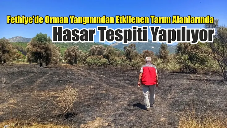 Fethiye'de orman yangınından etkilenen tarım alanlarında hasar tespiti yapılıyor